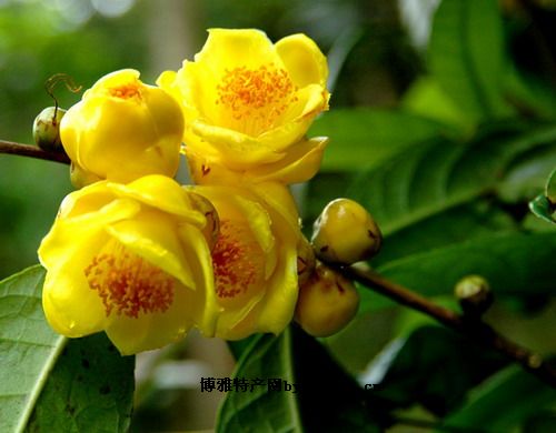 金花茶