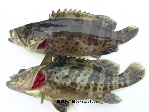 钦州石斑鱼