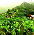 凌云茶山金字塔