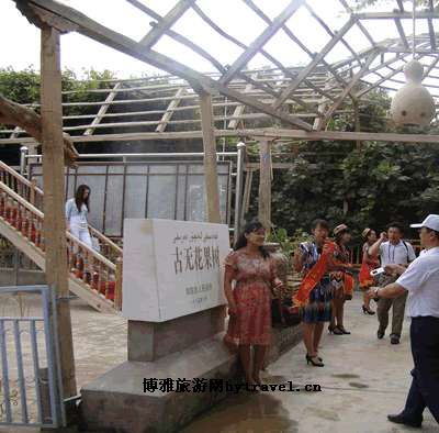 500年无花果王