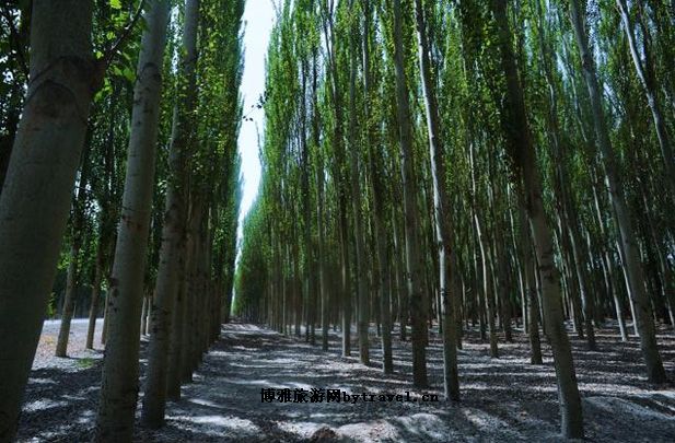 柯柯牙生态旅游景区