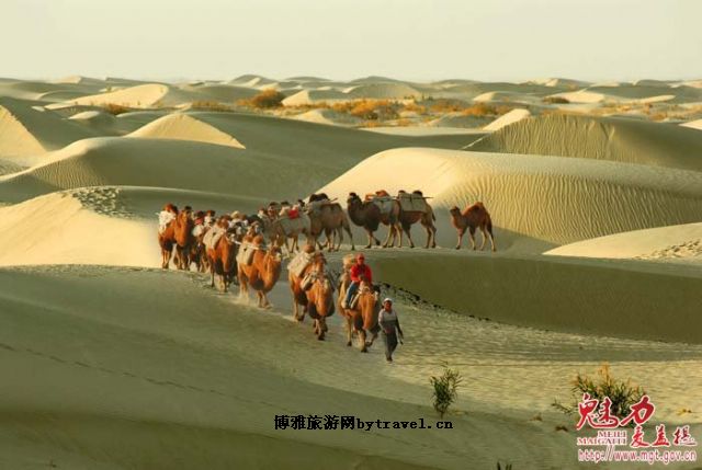 沙漠大观园