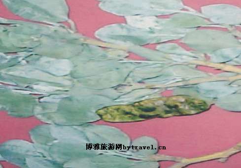 矮沙冬青植物园