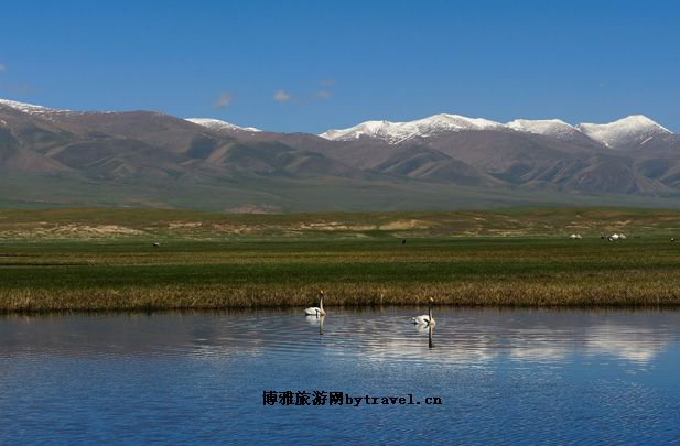 巴音布鲁克天鹅湖