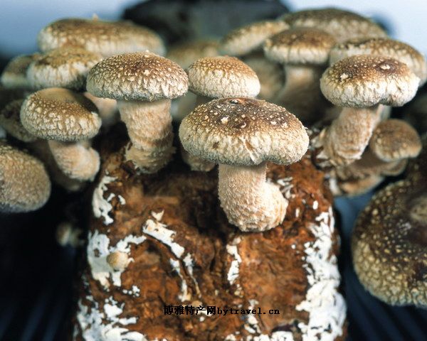 阿魏蘑菇